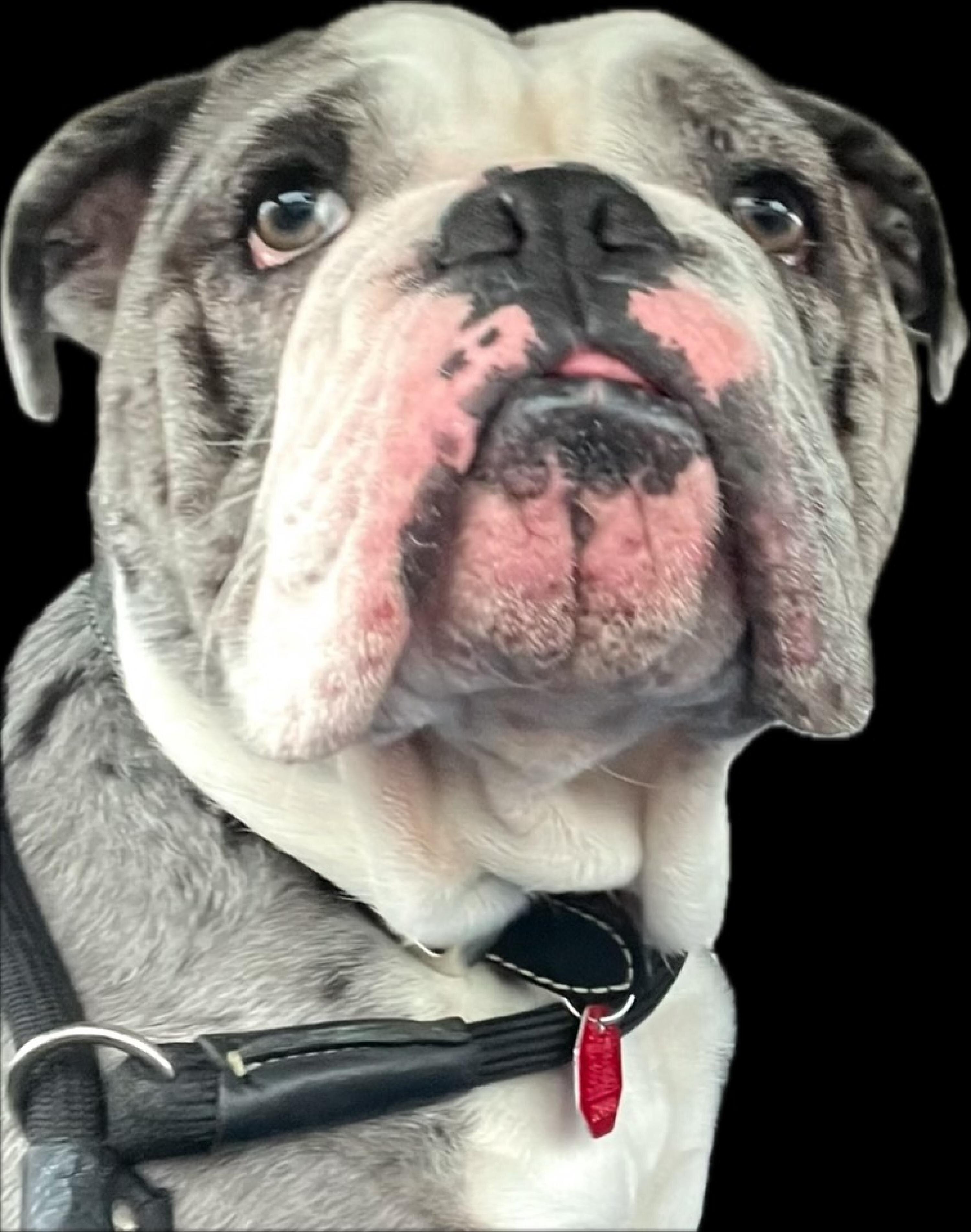 Grandma Tank Roman cover photo